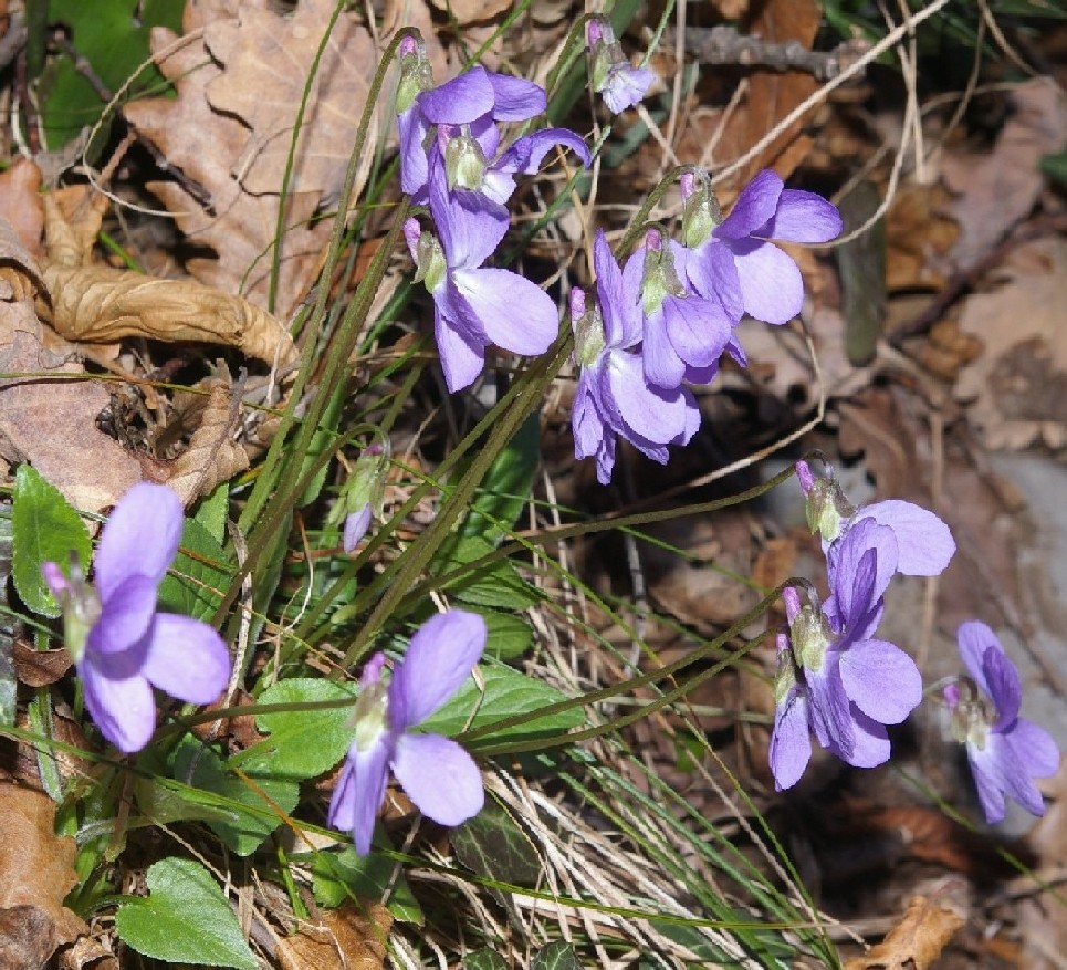 Viola